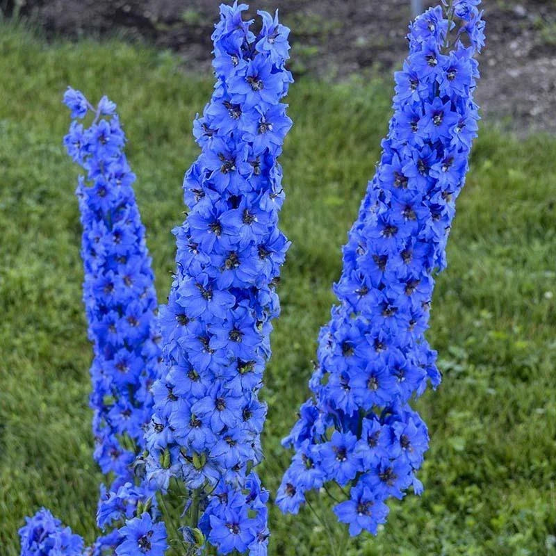 Bright Blue Delphinium Seeds - Perennial Garden Flower - Delphinium elatum - 25 Seeds