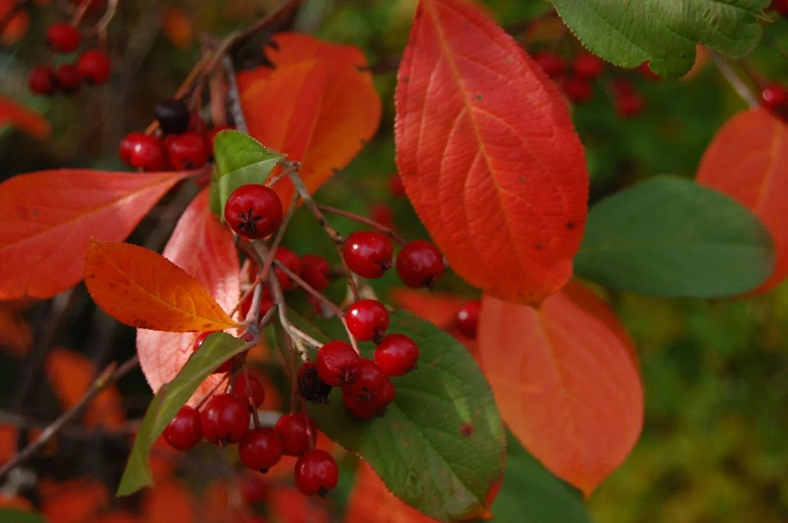Organic Brilliant Red Chokeberry Seeds - Edible Aronia arbutifolia, Deciduous Shrub, 20+ Seeds for Planting