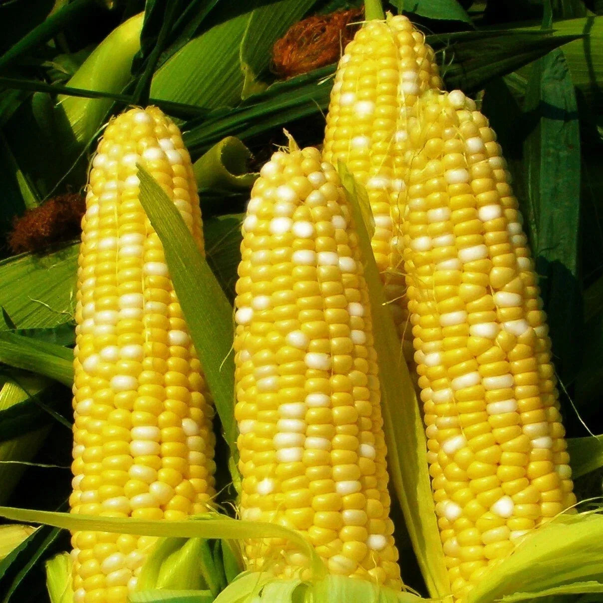 Bilicious Sweet Corn Seeds Bicolor Yellow White SE Hybrid Zea mays, Heirloom Corn Seeds for Garden, Fresh Eating & Canning