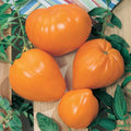 Orange Oxheart Tomato Seeds 50 Count Heirloom Non-GMO Indeterminate Vegetable Seeds for Home Gardening