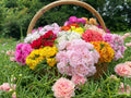 Portulaca Succulent Plants Mixed Colors - Vibrant Ground Cover - Portulaca grandiflora Seeds, Drought-Tolerant, Full Sun, Easy to Grow