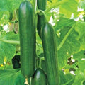 Ashley Long Cucumber Seeds - Heirloom, Non-GMO, Organic, Cucumis sativus, Vegetable, Vining, 100+ Seeds