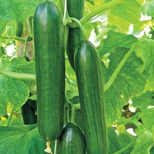 Ashley Long Cucumber Seeds - Heirloom, Non-GMO, Organic, Cucumis sativus, Vegetable, Vining, 100+ Seeds