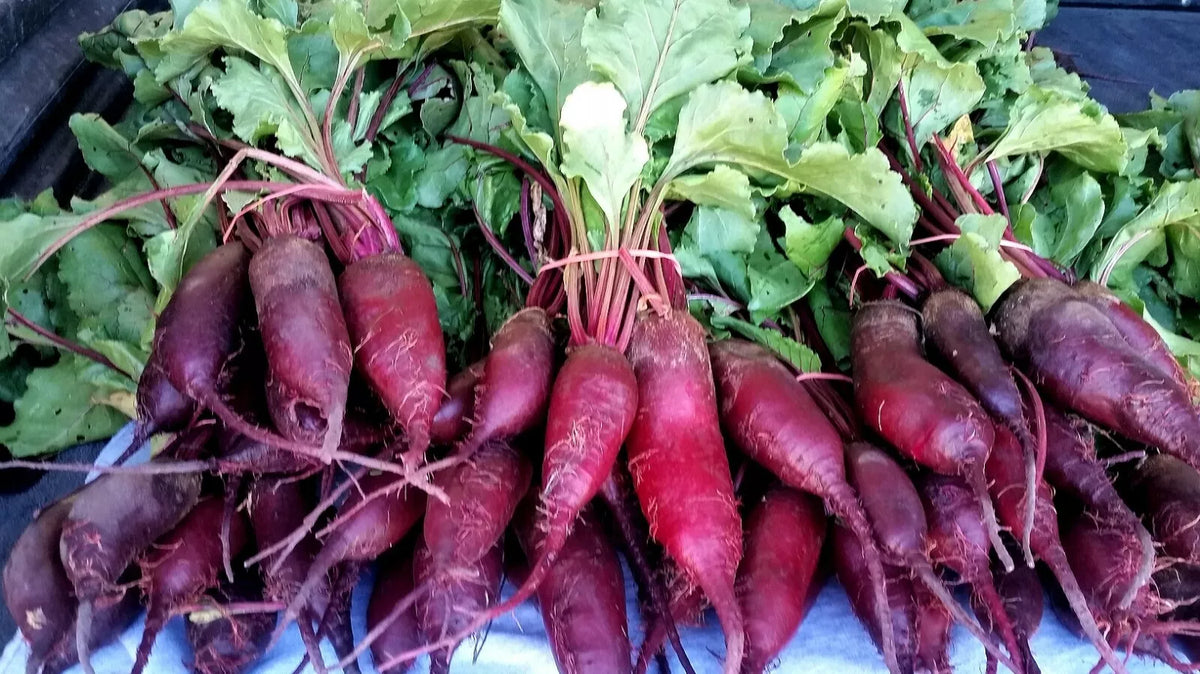 Cylindra Beet Seeds - Non-GMO, Formanova Variety, Slicer Type, Beta vulgaris, Easy to Grow, Free Shipping