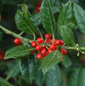 Nellie Stevens Holly Seedling Sapling Ilex x attenuata 'Nellie Stevens' Privacy Hedge Tree