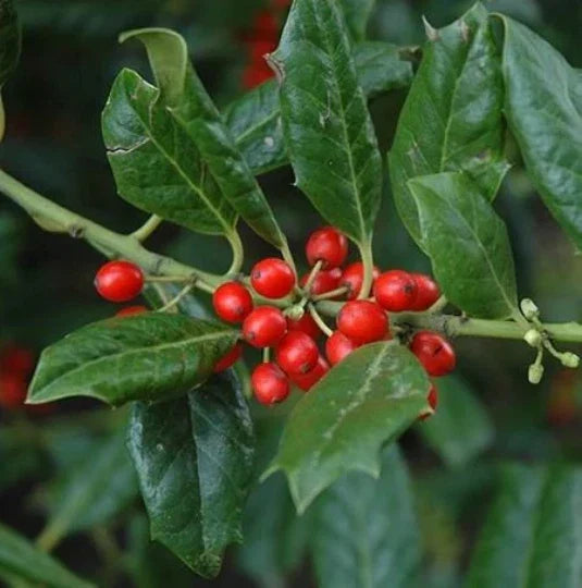 Nellie Stevens Holly Seedling Sapling Ilex x attenuata 'Nellie Stevens' Privacy Hedge Tree