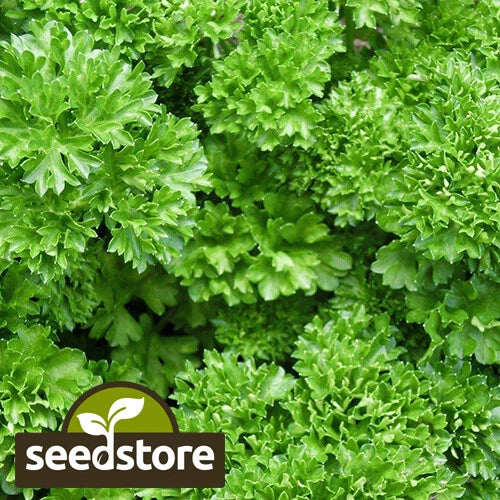 Forest Green Parsley Seeds - Heirloom Non-GMO Herb Seeds - Petroselinum crispum, Annual, Full Sun, 12-18 Inches