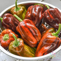 Candy Cane Chocolate Cherry Sweet Pepper Seeds - 25+ Pack, Capsicum annuum, Edible Vegetable, Sweet, Colorful, Compact Plant