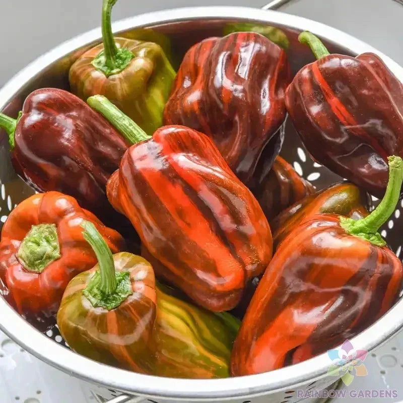 Candy Cane Chocolate Cherry Sweet Pepper Seeds - 25+ Pack, Capsicum annuum, Edible Vegetable, Sweet, Colorful, Compact Plant