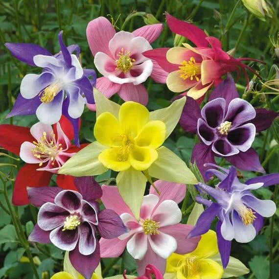Columbine Seeds - Perennial Flower Mix for Hummingbirds & Butterflies - Non-GMO - Aquilegia caerulea - 1000 Seeds