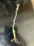 Adenia ballyi Cutting - Rare Succulent Plant for Collectors, Well-Rooted, Exotic Passifloraceae, Madagascar