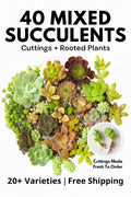 Succulent Cuttings 40 Pack – Assorted Varieties for Planting, Garden Décor & Crafting – Echeveria, Sedum, Haworthia