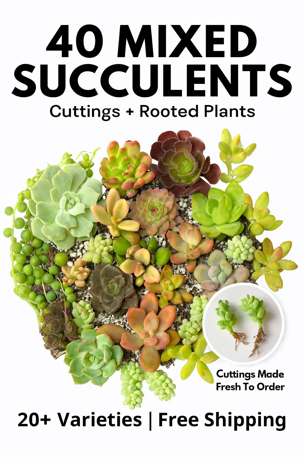 Succulent Cuttings 40 Pack – Assorted Varieties for Planting, Garden Décor & Crafting – Echeveria, Sedum, Haworthia