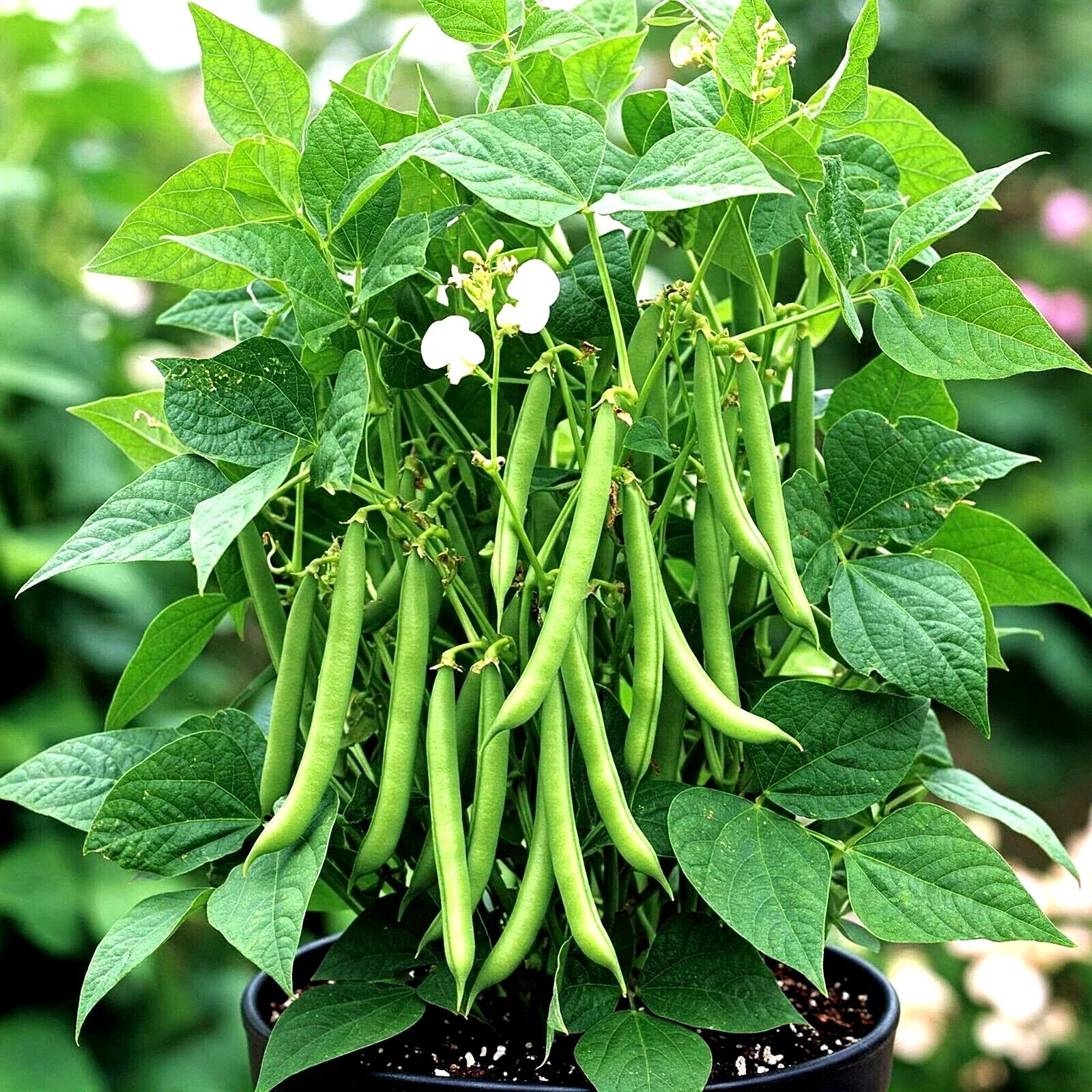 Blue Lake Green Bean Seeds – Heirloom, Non-GMO, Bush Variety, Phaseolus vulgaris, 75+ Seeds for Garden & Container Planting