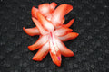 Christmas Cactus Starter Plant - Small Orange Norris Schlumbergera Truncata - Easy Care Indoor Plant for Holiday Blooms