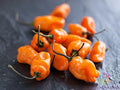 TigerPaw Habanero Hot Pepper Seeds - 25+ Non-GMO Capsicum chinense for Garden, Pot, or Raised Bed Planting