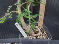 Operculicarya decaryi Tree - 12-18 Inch Potted Succulent with Gnarly Caudex for Indoor & Outdoor Decor