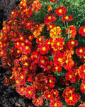 French Marigold Seeds - DISCO RED, Non-GMO, Tagetes patula, 100 Seeds, Beneficial Flowers for Gardens