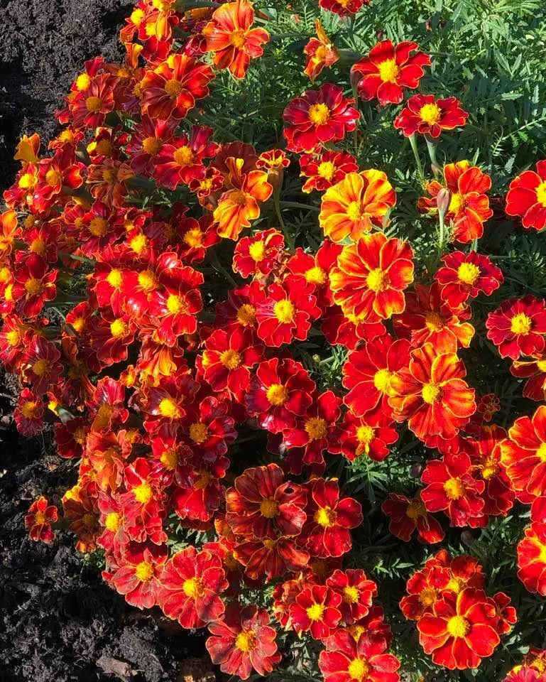 French Marigold Seeds - DISCO RED, Non-GMO, Tagetes patula, 100 Seeds, Beneficial Flowers for Gardens