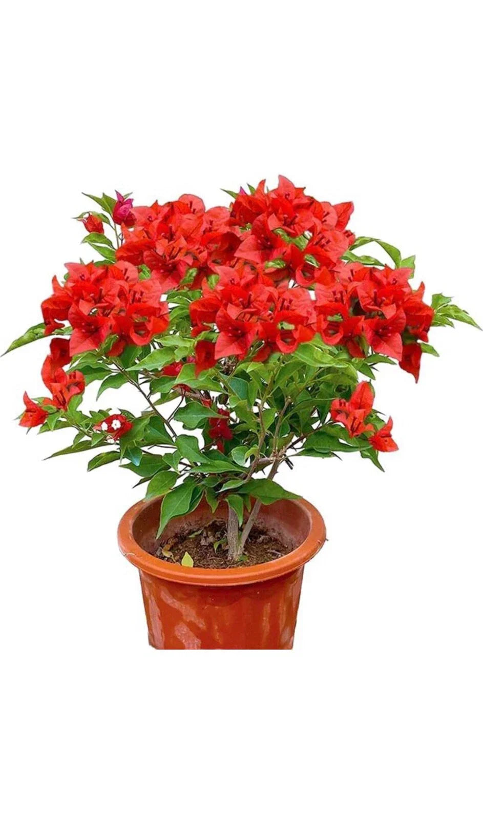 Jamaican Red Bougainvillea Starter Plant - Well Rooted Plug - Bougainvillea glabra - Tropical Climbing Vine for Garden & Indoor