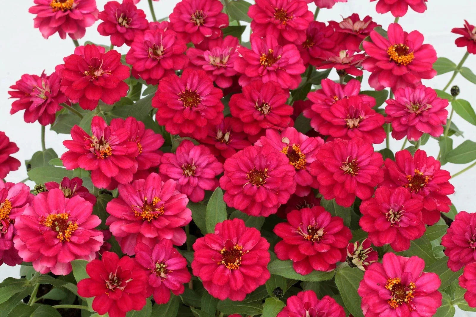 Profusion Double Hot Cherry Zinnia Seeds - 100+ Packets, Zinnia elegans, Vibrant Double Blooms, Garden, Annual, Full Sun, Easy to Grow