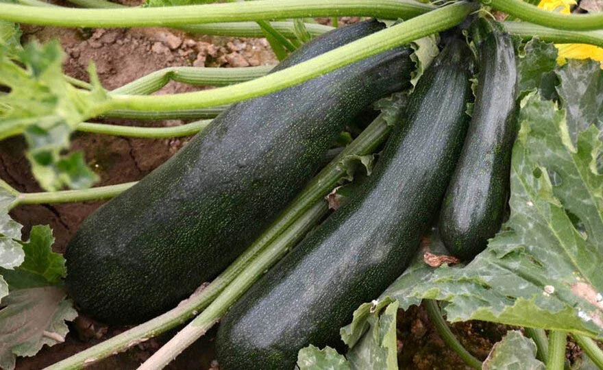 Black Beauty Zucchini Seeds – Heirloom Cucurbita pepo, 25+ Planting Seeds for Home Garden & Container Growing