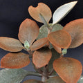 Copper Spoons Succulent Cuttings or Rooted Pups – Orgyalis with Copper-Colored Foliage, 7" Size