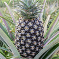 White Jade Pineapple Starter Plants - Set of 2, Ananas comosus, Live Rooted Fruit Trees for Indoor & Outdoor Gardening