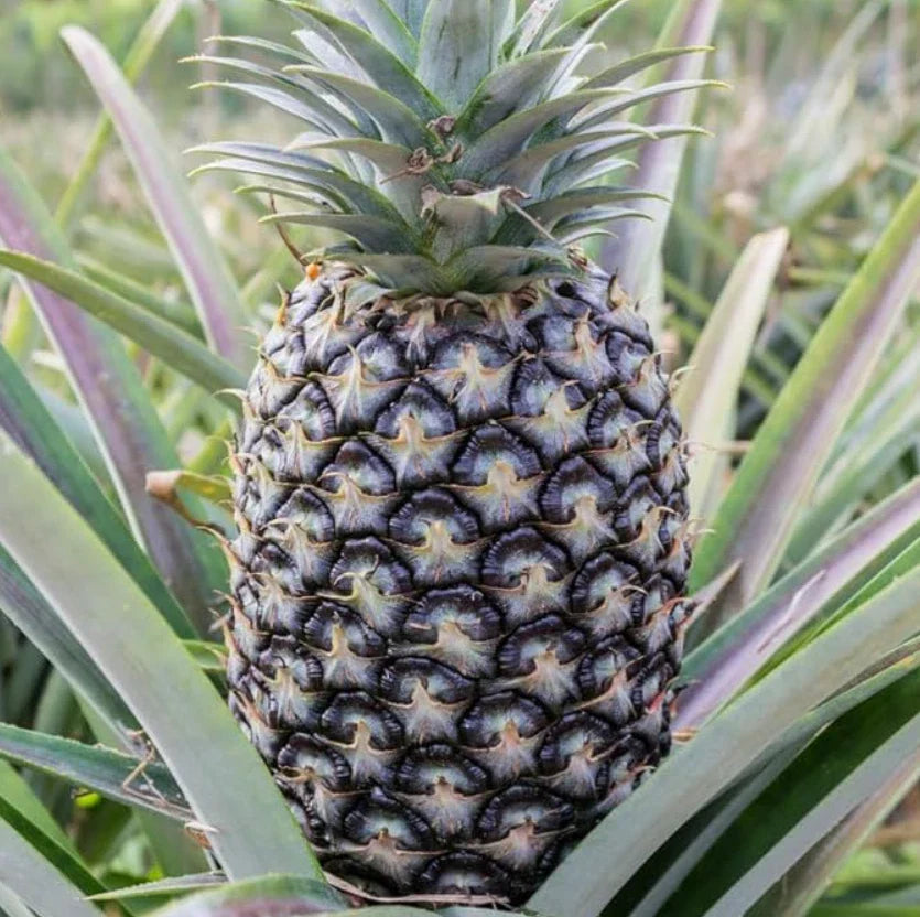 White Jade Pineapple Starter Plants - Set of 2, Ananas comosus, Live Rooted Fruit Trees for Indoor & Outdoor Gardening