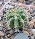 Ferocactus Robustus Bare Root Cactus Plant – Large Golden Barrel Succulent for Home Decor & Landscaping