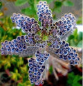 25 Dark Blue Kalanchoe Seeds | Succulent Flower Seeds | Kalanchoe blossfeldiana | Easy to Grow Indoor & Garden Plant