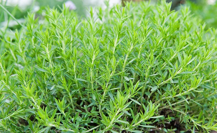 Russian Tarragon Herb Seeds - Perennial Aromatic Plant Pack of 100 Artemisia dracunculus