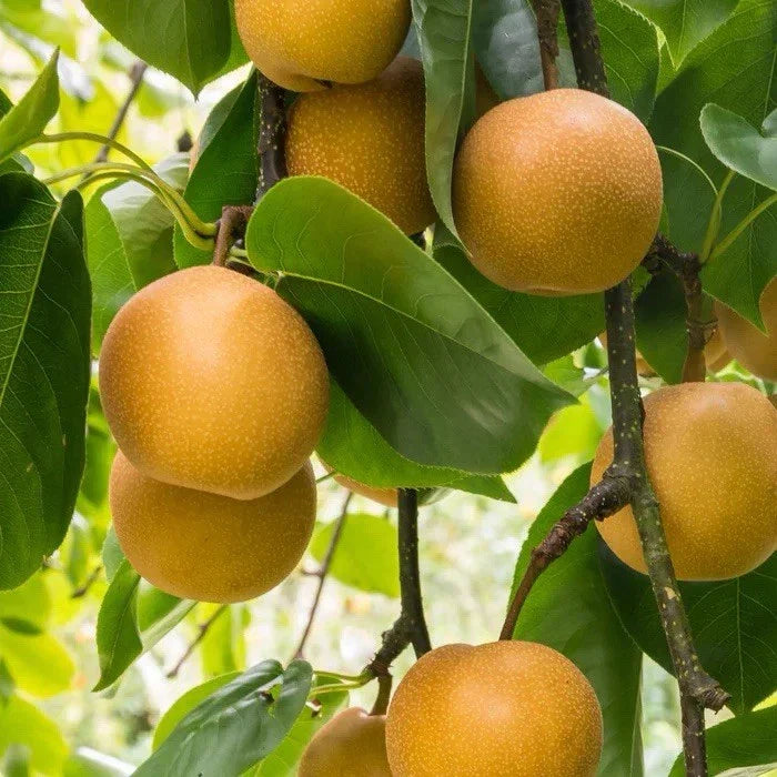 Shinko Pear Tree 2-3 Ft Tall Bare Root Asian Pyrus pyrifolia ‘Shinko’ Fruit Tree