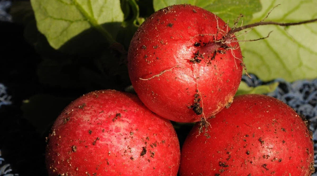 Radish Seeds 500+ Saxa 2 Raphanus sativus Fast Growing Vegetable for Garden & Containers