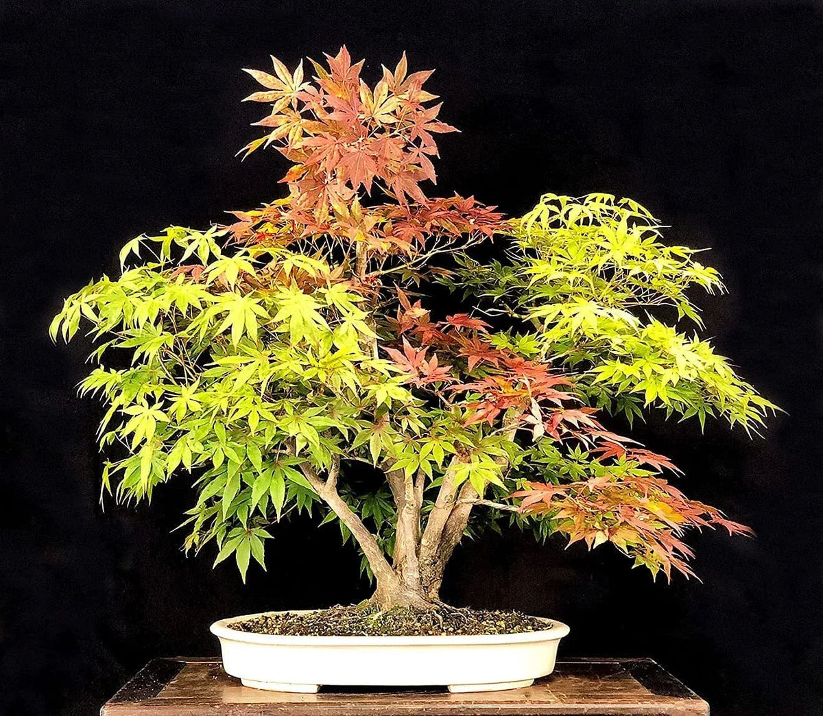 Trident Maple Bonsai Tree Seeds – Acer buergerianum, 20+ Seeds for Bonsai Cultivation, Deciduous, Autumn Colors