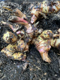 Galanga Roots 1Lb for Planting, Thai Ginger, Alpinia galanga, Aromatic Rhizomes for Gardening, Exotic Spice Cultivation