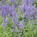 Sage Seeds 500 Pack Blue Salvia Perennial for Hummingbirds & Butterflies, Non-GMO, Salvia nemorosa 'Blue Hill'