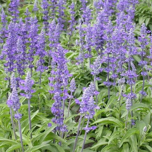 Sage Seeds 500 Pack Blue Salvia Perennial for Hummingbirds & Butterflies, Non-GMO, Salvia nemorosa 'Blue Hill'