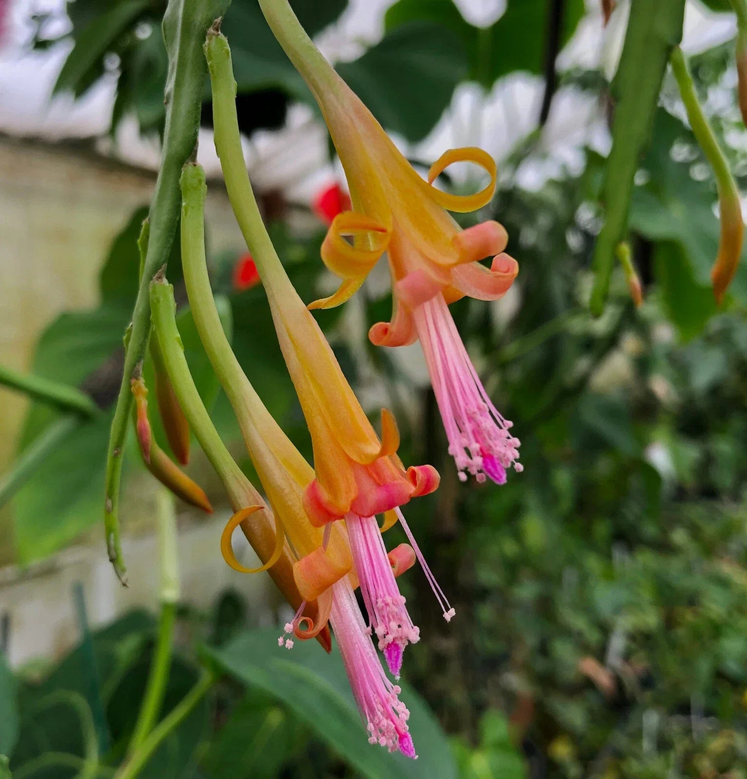 Disocactus salvadorensis 4-inch potted epiphytic cactus Rare pastel cloud forest indoor plant