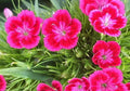 Terrace Garden Flower Seeds - 100 Non-GMO Virgo (Lathyrus odoratus) Red Pink Blooms for Outdoor Gardening
