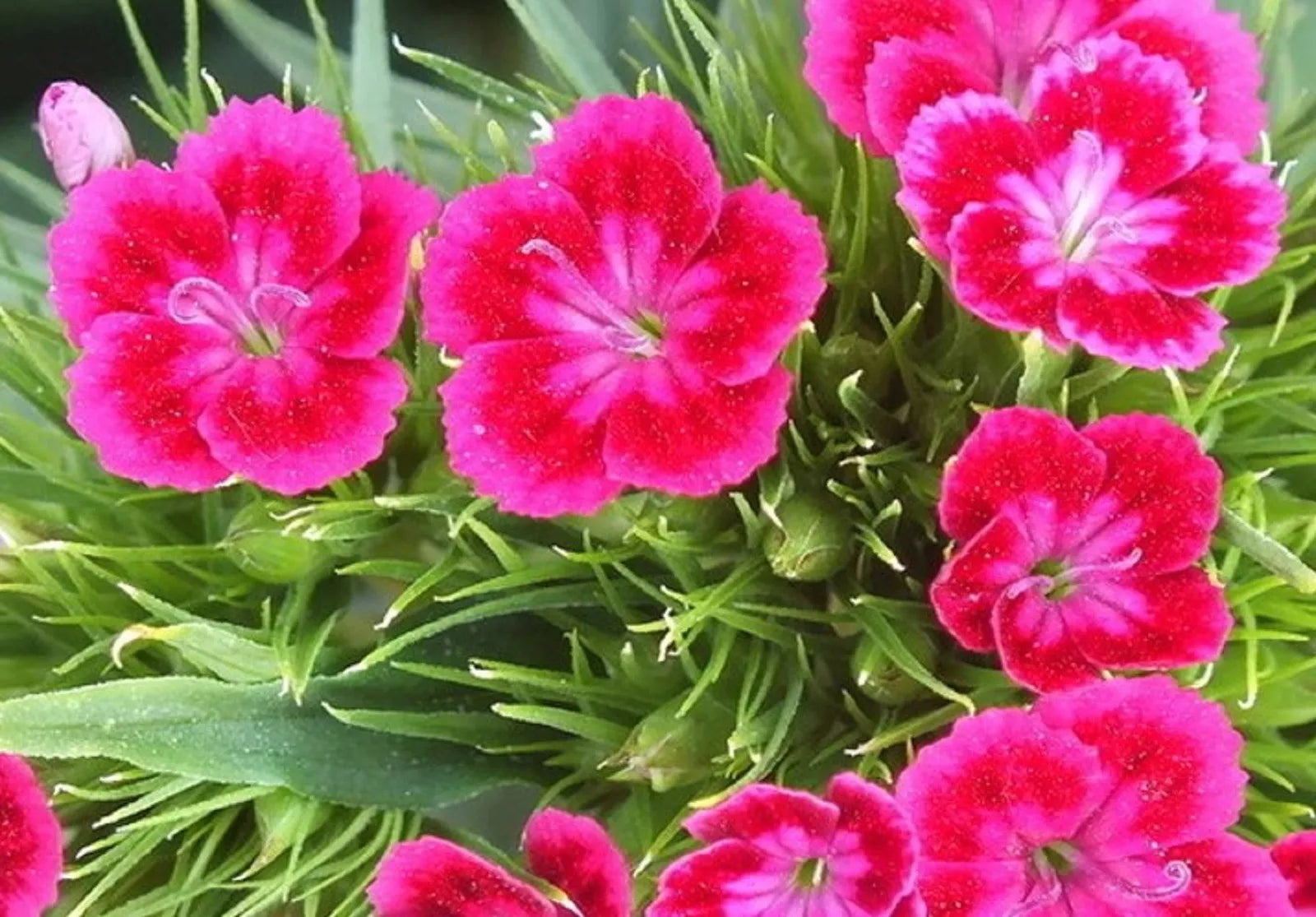 Terrace Garden Flower Seeds - 100 Non-GMO Virgo (Lathyrus odoratus) Red Pink Blooms for Outdoor Gardening