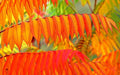 Flameleaf Sumac Tree Seeds - 30 Count for Vibrant Fall Color Rhus copallinum Landscape Planting