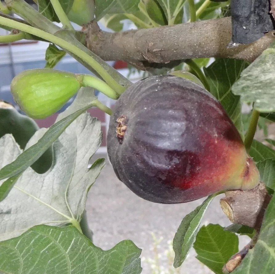 Fresh Petite Negri Fig Cuttings - Dwarf Ficus carica for Zones 8-10, Container Gardening, 2 Pack
