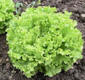 Fresh Grand Rapids Leaf Lettuce Seeds - 4g Non-GMO Heirloom Lactuca sativa for Home Gardening