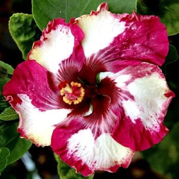 Hibiscus Flower Seeds - 20 Red & White Perennial Seeds - Hibiscus rosa-sinensis - Garden Planting, Full Sun, Easy to Grow