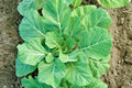 Champion Collard Greens Seeds - 601+ Premium Vegetable Seeds for Container & Garden, Brassica oleracea var. acephala