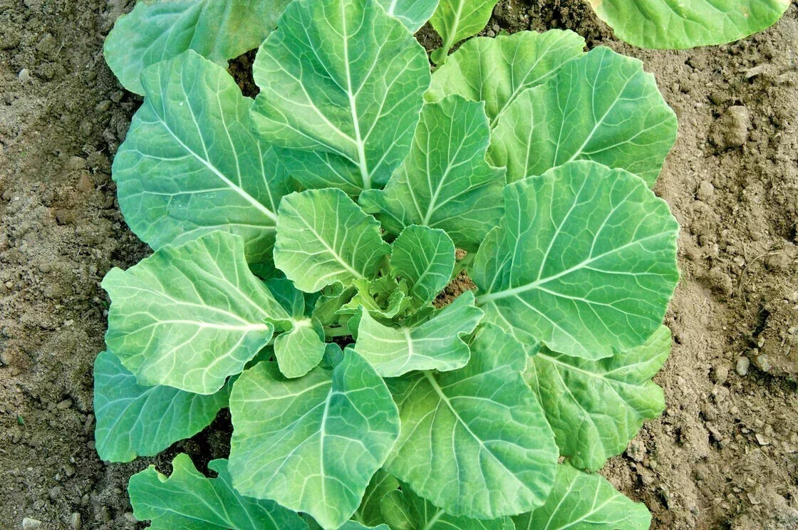 Champion Collard Greens Seeds - 601+ Premium Vegetable Seeds for Container & Garden, Brassica oleracea var. acephala