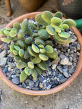Succulent Cuttings 8 Crassula Sericea Var. Veluntia Green Plants, Drought-Resistant, Easy to Propagate