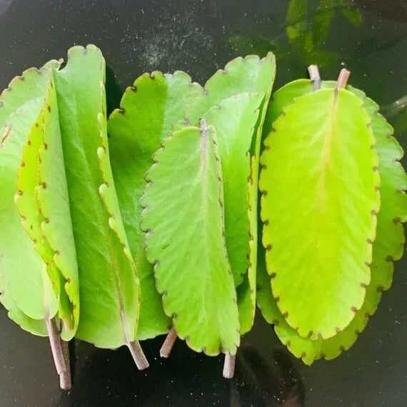 Miracle Plant Leaves - 10 Fresh Bryophyllum pinnatum, Life Plant, Medicinal Herb, Organic Indoor Gardening, Succulent Propagation