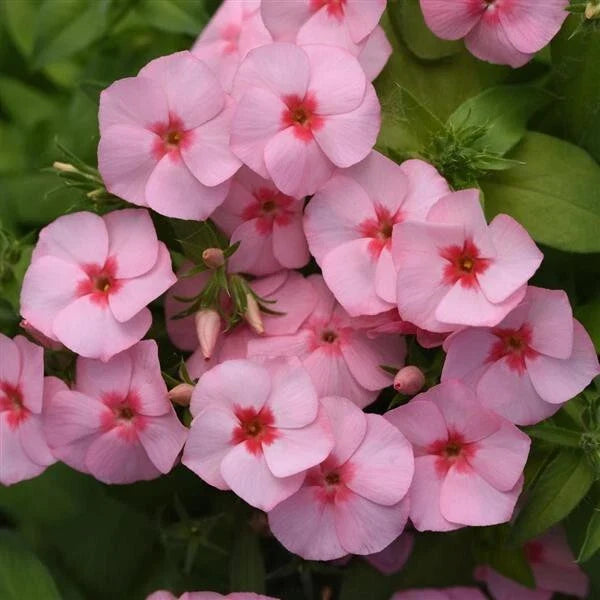 Gisele Light Pink Phlox Seeds - 100+ Count, Perennial, Phlox paniculata, Garden Flower, Butterfly Attractant, USA Free Shipping